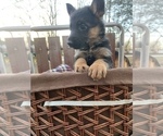 Small Photo #6 German Shepherd Dog Puppy For Sale in BEDFORD, IN, USA