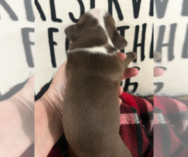 Medium Photo #2 Boston Terrier Puppy For Sale in NILES, MI, USA