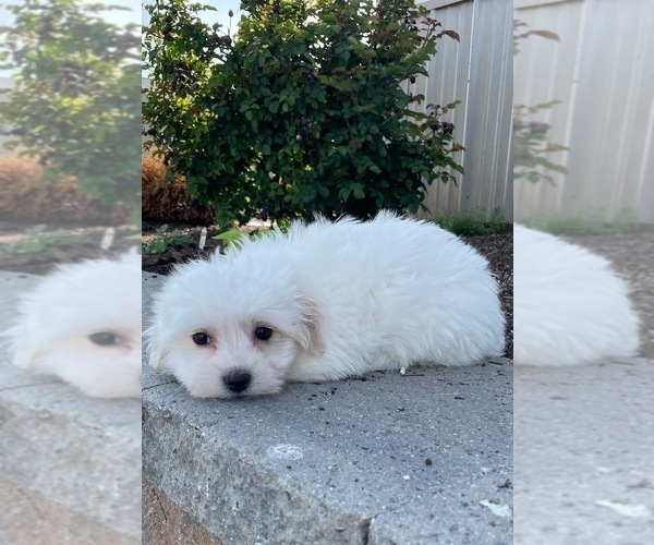 Medium Photo #3 Coton de Tulear-Poodle (Toy) Mix Puppy For Sale in CANOGA, NY, USA