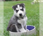 Small Photo #1 Siberian Husky Puppy For Sale in CATAWISSA, PA, USA