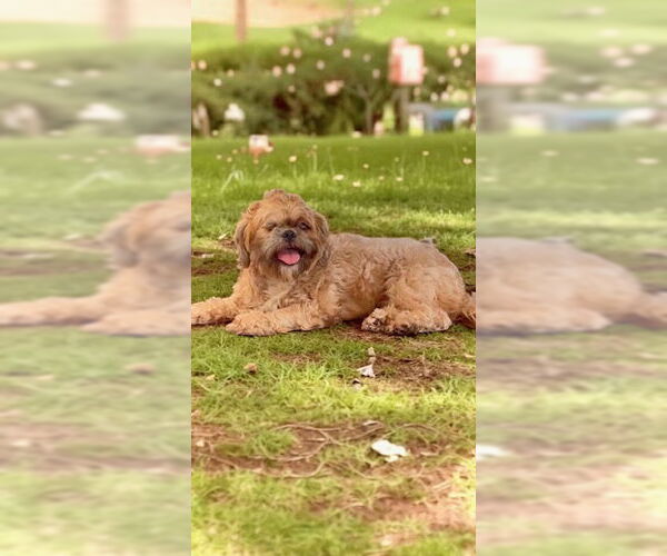 Medium Photo #14 Shih Tzu Puppy For Sale in Weston, FL, USA