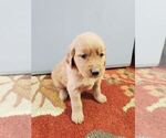 Small Photo #7 Golden Retriever Puppy For Sale in SACRAMENTO, CA, USA