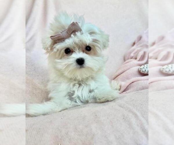 Medium Photo #2 Maltese Puppy For Sale in MIAMI, FL, USA