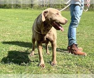 Mother of the Labrador Retriever puppies born on 09/05/2025