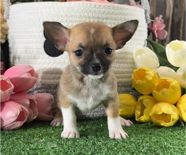Medium Photo #3 Chihuahua Puppy For Sale in CANOGA, NY, USA