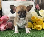 Small #2 Chihuahua