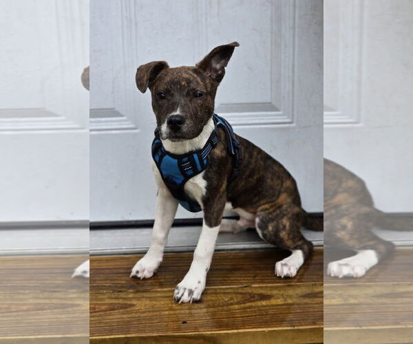 Medium Photo #2 Mountain Cur-Unknown Mix Puppy For Sale in Alexander, AR, USA