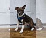 Small #1 Mountain Cur Mix