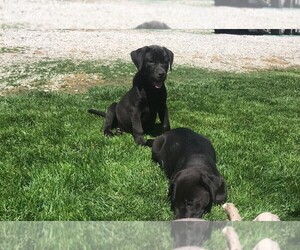 Labrador Retriever Puppy for sale in CROSS TIMBERS, MO, USA