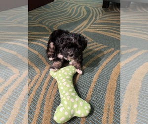 Morkie Puppy for sale in SAVANNAH, GA, USA