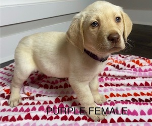 Labrador Retriever Puppy for sale in PERRY, GA, USA