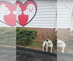 Small #7 American Bulldog-Labrador Retriever Mix