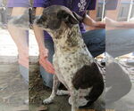 Small #3 Mutt