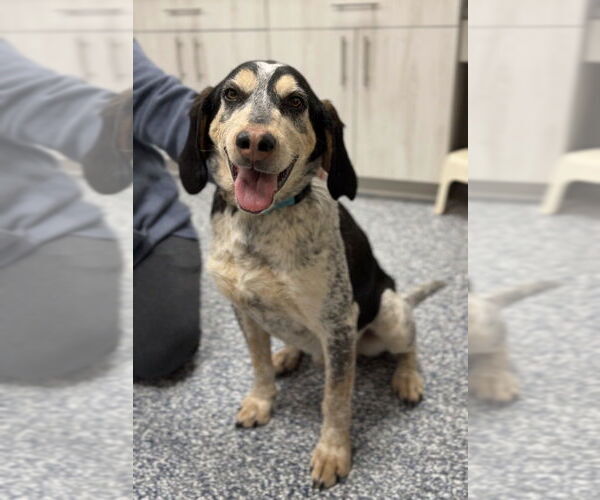 Medium Photo #2 Bluetick Coonhound-Treeing Walker Coonhound Mix Puppy For Sale in Bemidji, MN, USA