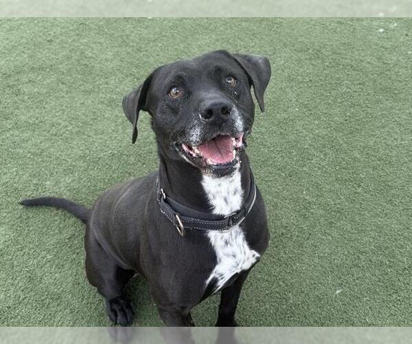 Medium Photo #2 Lab-Pointer Puppy For Sale in Martinez, CA, USA