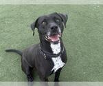 Small #1 Lab-Pointer