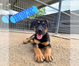 Shepweiller Dogs for adoption in Riverside, CA, USA