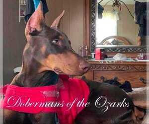 Mother of the Doberman Pinscher puppies born on 01/09/2025