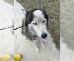 Small Huskies  Mix