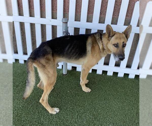 Medium Photo #1 German Shepherd Dog Puppy For Sale in Modesto, CA, USA