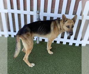 German Shepherd Dog Dogs for adoption in Modesto, CA, USA