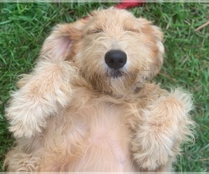Mother of the Goldendoodle (Miniature) puppies born on 03/18/2023