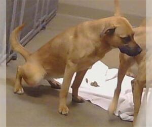 German Shepherd Dog Dogs for adoption in Sacramento, CA, USA