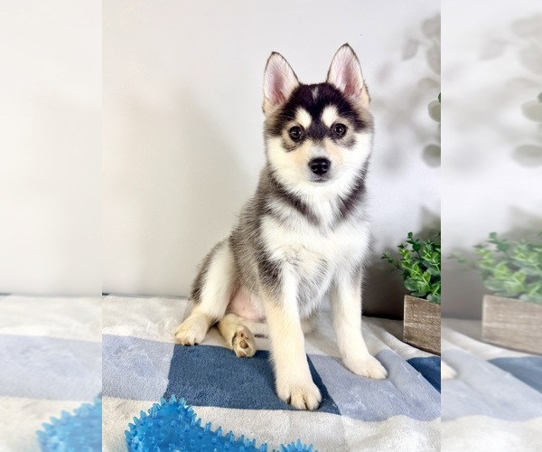 Medium Photo #3 Pomsky Puppy For Sale in GREENFIELD, IN, USA