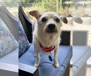 Mutt Dogs for adoption in Arlington, VA, USA