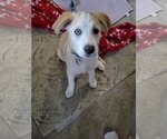 Small Photo #19 Labrador Retriever Puppy For Sale in Spring, TX, USA
