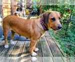 Small #1 Mutt