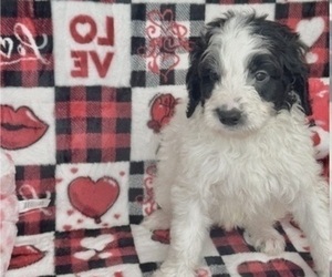 Goldendoodle Puppy for sale in GREEN COVE SPRINGS, FL, USA