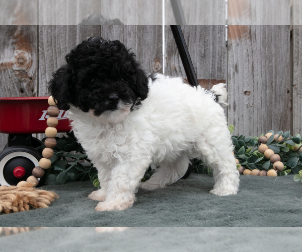 Medium Photo #2 Poodle (Toy) Puppy For Sale in HOWE, IN, USA