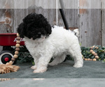 Small #1 Poodle (Toy)