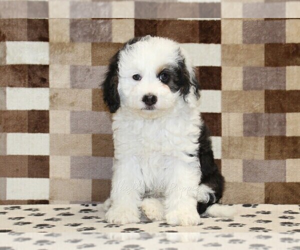 Medium Photo #3 Bernedoodle (Miniature) Puppy For Sale in DENVER, PA, USA