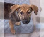 Small #5 Boxer Mix