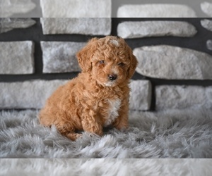 Poodle (Toy) Puppy for sale in MILLERSBURG, OH, USA