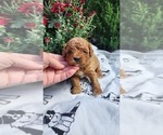 Puppy Lucy Cavapoo mix (+ Poodle Miniature)
