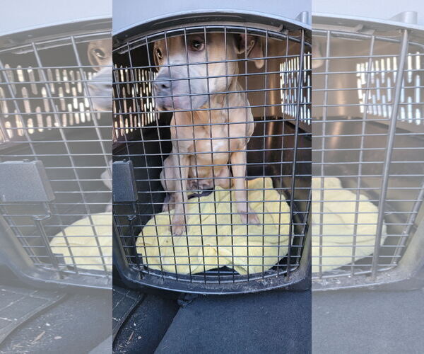 Medium Photo #2 Mutt Puppy For Sale in Lexington Park, MD, USA