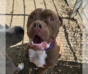 Mutt Dogs for adoption in Martinez, CA, USA