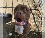 CASH - Male Mutt Dog for Adoption - Small photo