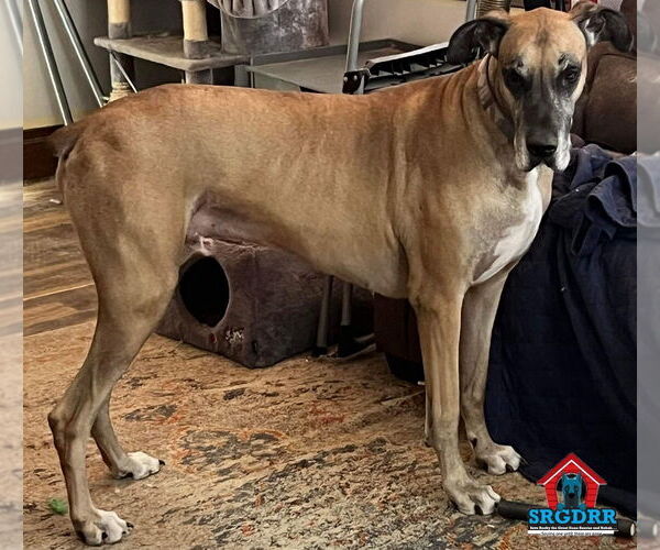 Medium Photo #21 Great Dane Puppy For Sale in Bullard, TX, USA