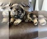 Small Photo #3 German Shepherd Dog Puppy For Sale in STOCKTON, IL, USA