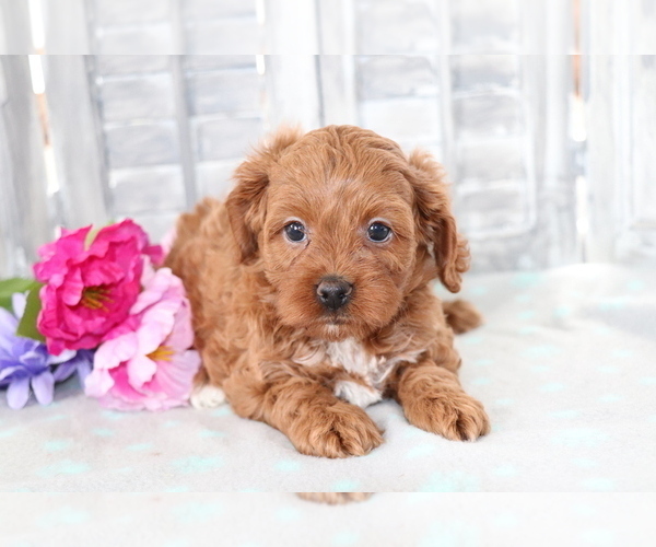 Medium Photo #1 Cavapoo Puppy For Sale in SHILOH, OH, USA