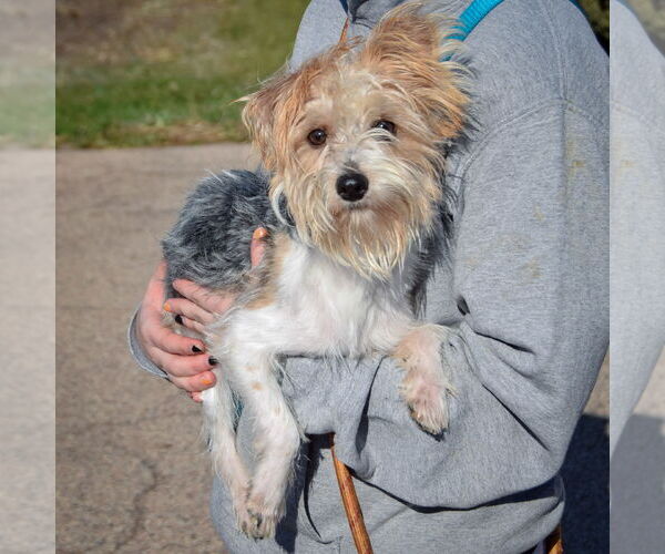 Medium Photo #3 Mutt Puppy For Sale in Huntley, IL, USA