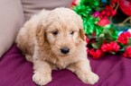 Small Photo #3 Goldendoodle Puppy For Sale in NEW PITTSBURGH, OH, USA