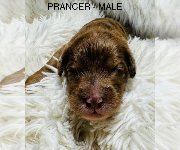 Medium Photo #5 Sheepadoodle Puppy For Sale in BUFFALO, MN, USA