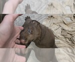 Small #3 Labrador Retriever