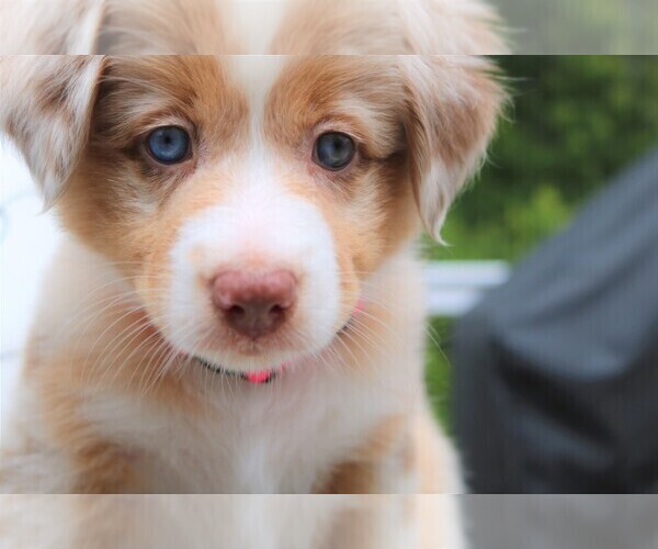 Medium Photo #5 Australian Shepherd Puppy For Sale in HANOVER, MD, USA