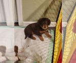 Small Photo #3 Aussiedoodle Puppy For Sale in GREENSBURG, PA, USA